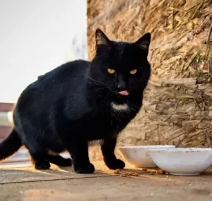 A ração light para gatos é uma boa opção se o seu gatinho tiver tendência para engordar