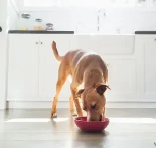 Ração úmida: cães não resistem a esse tipo de comida, que é muito gostosa e nutritiva