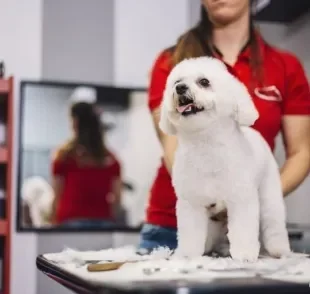 Tosa de Poodle: veja os diferentes tipos de cortes para deixar seu cãozinho bem lindão!