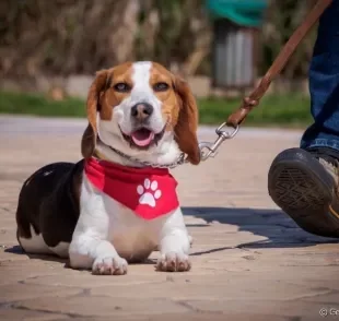 Bandana para cachorro: confira algumas ideias para se inspirar