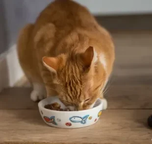  A alimentação do gato precisa ser de qualidade e na medida certa