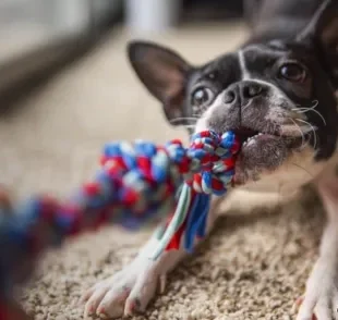 Lidar com um cachorro estressado nem sempre é fácil, mas algumas atividades podem ajudar a distraí-lo