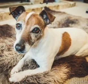 Se o seu cachorro é idoso e apresenta sinais de Alzheimer, é importante que ele receba alguns cuidados especiais