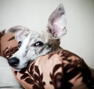 A audição do cachorro é bastante aguçada e cheia de curiosidades!