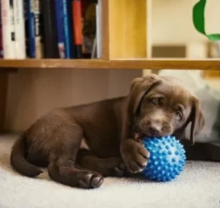 Brincadeiras para cachorros em apartamento: veja como gastar a energia do seu amigo dentro de casa