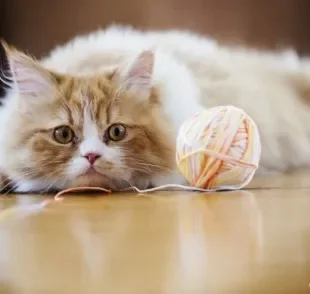 O novelo de lã para gatos está na lista de brinquedos favoritos dos felinos. Mas você sabe por quê?