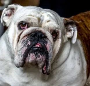 O cachorro com olho vermelho pode ser indicativo de uma série de doenças oculares. Saiba quais são as mais comuns! 