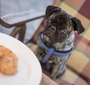 A alimentação dos cães tem algumas curiosidades. Descubra algumas delas!