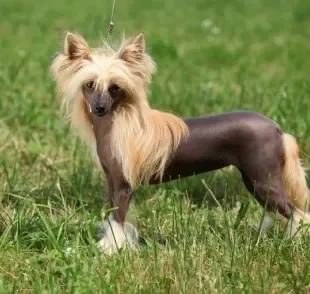 Cachorro sem pelo: descubra as raças sem pelagem mais famosas 