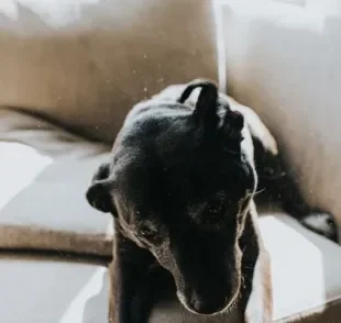 A caspa em cães é bem semelhante a que acontece com os humanos. Saiba mais!