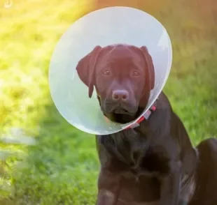 É verdade que cachorro castrado tem mais tendência a engordar depois da cirurgia? Veja o que descobrimos!