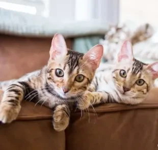 Gatos de raça: saiba como ter esse felinos em casa de maneira segura e responsável