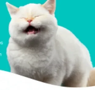 Não é difícil deixar o seu gato feliz!