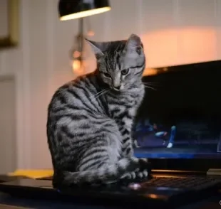 Seu bichano ama ficar deitado em cima do notebook? Entenda melhor esse comportamento de gato!