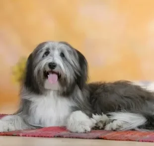  O Bearded Collie é um cachorro carinhoso e muito ativo! 