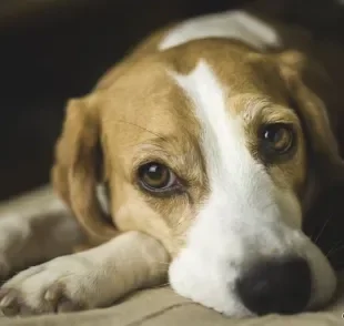  Depressão em cachorro: descubra o que pode causar e como ajudar o seu amigo a superar o quadro 