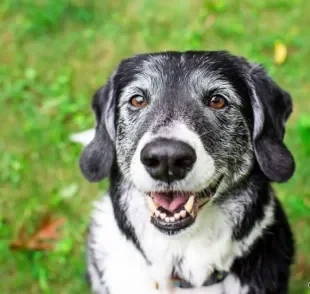 A disfunção cognitiva canina costuma atingir, principalmente, o cão idoso. Saiba mais sobre o problema!