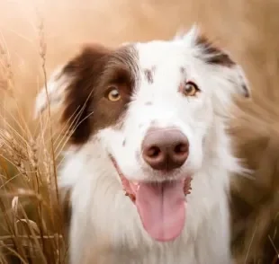 O que você sabe sobre o focinho de cachorro? Vem que a gente te conta tudo!