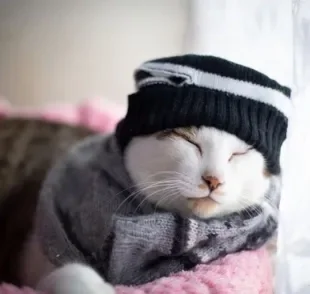 Gato gripado: descubra se o frio pode desencadear a doença