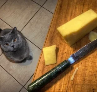 Será que o queijo está na lista de alimentos que gatos podem comer? 