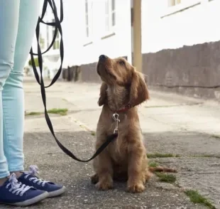 A guia longa para cachorro dá mais liberdade para o animal durante o passeio