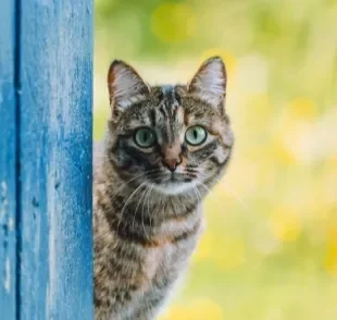 Leptospirose em gatos: saiba como essa doença afeta os felinos