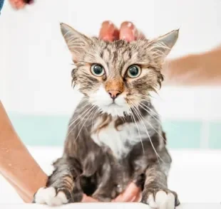 Afinal, pode dar banho em gato ou isso é um erro? Descubra a resposta a seguir!
