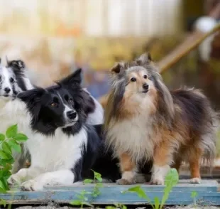 Border Collie ou Pastor-de-shetland? Aprenda a diferenciar as duas raças de cachorro!