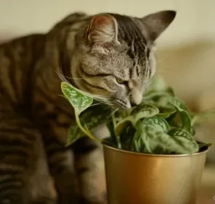 Plantas tóxicas para gatos: confira quais espécies você deve evitar ter em casa