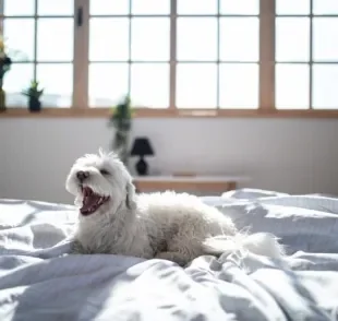  Cachorro no sol: hábito contribui para a saúde e bem-estar do animal 