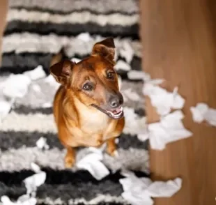 Procurando b rinquedos resistentes para cachorros grandes e/ou destruidores? A gente te conta tudo! 