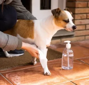 Lenço umedecido para cachorro: saiba tudo sobre o produto de higiene canina