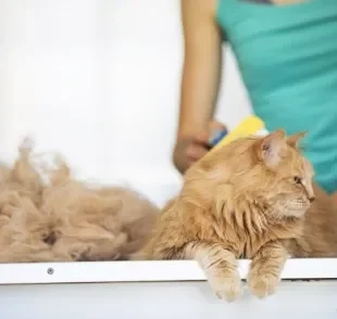 A queda de pelo em gatos pode não ser nada demais, mas também pode ser indicativo de problemas