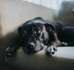 O refluxo em cães é um incômodo que precisa de atenção do tutor.