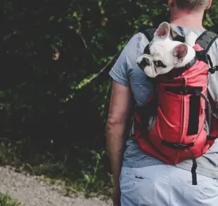A mochila para cachorro é um acessório bem prático no dia a dia