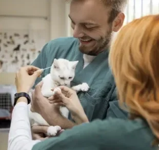  Seja na clínica veterinária ou em casa, o acompanhamento médico é super importante para a saúde do gato 