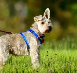 Síndrome vestibular canina: saiba mais sobre a doença que pode comprometer os movimentos e o equilíbrio do seu amigo