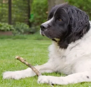 O Terra Nova é um cachorro grande e muito carinhoso