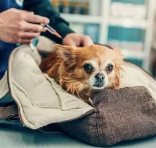 A vacina para gripe canina é uma ótima solução para prevenir a doença