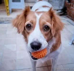  O vira-lata é incrivelmente dócil, brincalhão e amoroso. Saiba mais sobre os cães sem raça definida e se apaixone com a gente! 