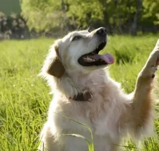 Comportamento canino pode definir se cachorro é mais ou menos inteligente