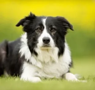 Nomes para Border Collie: veja algumas sugestões para chamar o seu novo amigo! 