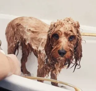 Alguns cuidados são essenciais na hora do banho em cachorro