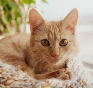 Há quem acredite que os gatos não ficam doentes, mas não é bem assim