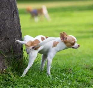 Cachorro: xixi pode revelar algumas informações importantes sobre a saúde do animal