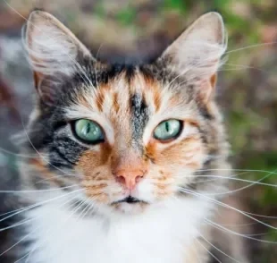  A orelha de gato é uma estrutura fundamental para audição e comunicação do animal. Entenda! 