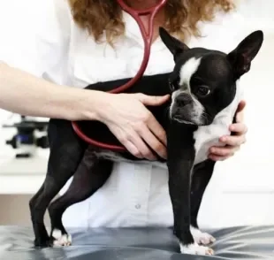 Coração de cachorro: aprenda a maneira certa de medir os batimentos cardíacos do seu cãozinho