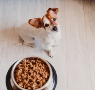 Alimentação do cachorro: veja algumas dicas para incentivar seu cãozinho a comer