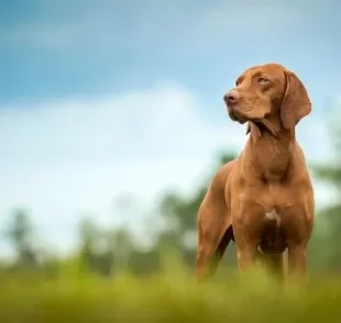 Comportamento canino: o cachorro protetor às vezes pode passar dos limites. Saiba identificar isso