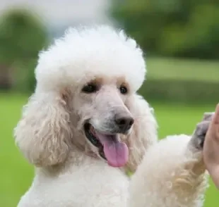 O Poodle é um cãozinho super sociável e amoroso